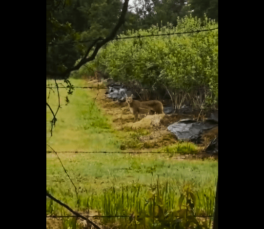 Preocupación en la comunidad por avistamiento de puma en Mariquina